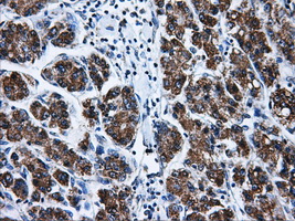 m02577 anti livin birc7 mouse monoclonal antibody clone id oti1d12 ihc testing 4
