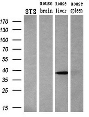 m02577 anti livin birc7 mouse monoclonal antibody clone id oti1d12 wb testing 3