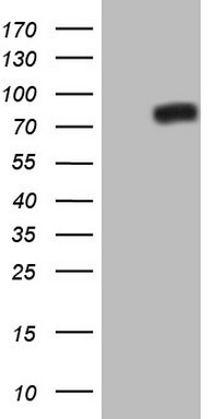 m02578 anti nor1 nr4a3 mouse monoclonal antibody clone id oti5c2 wb testing 1