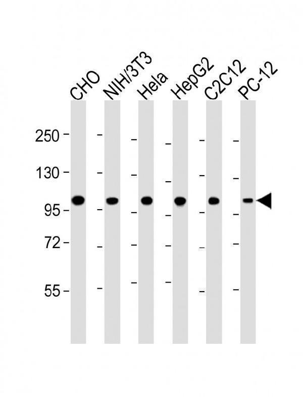 All lanes : Anti-MCM3 Antibody at 1:4000 dilutionLane 1: CHO whole cell lysateLane 2: NIH/3T3 whole cell lysateLane 3: Hela whole cell lysateLane 4: HepG2 whole cell lysateLane 5: C2C12 whole cell lysateLane 6: PC-12 whole cell lysateLysates/proteins at 20 µg per lane