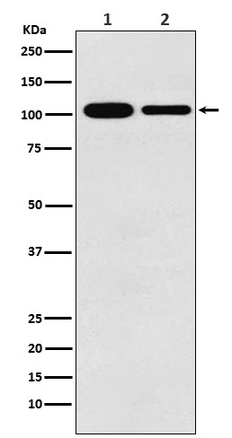Western blot analysis of MCM3 expression in (1) K562 cell lysate; (2) RAW264.7 cell lysate.