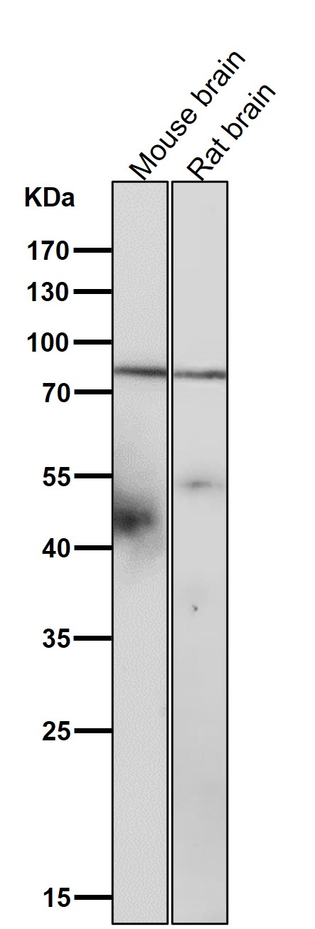 All lanes use the Antibody at 1:3K dilution for 1 hour at room temperature