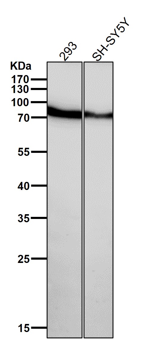 All lanes use the Antibody at 1:3K dilution for 1 hour at room temperature