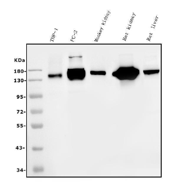  Western blot analysis of CD13/ANPEP using anti-CD13/ANPEP antibody (M02591-4)
