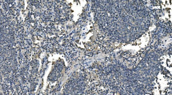 IHC analysis of CD13/ANPEP using anti-CD13/ANPEP antibody (M02591-4)