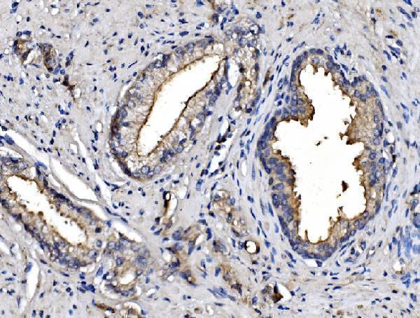 m02591 4 anpep primary antibodies ihc testing 5