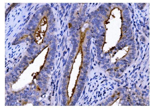  IHC analysis of CD13/ANPEP using anti-CD13/ANPEP antibody (M02591-5)