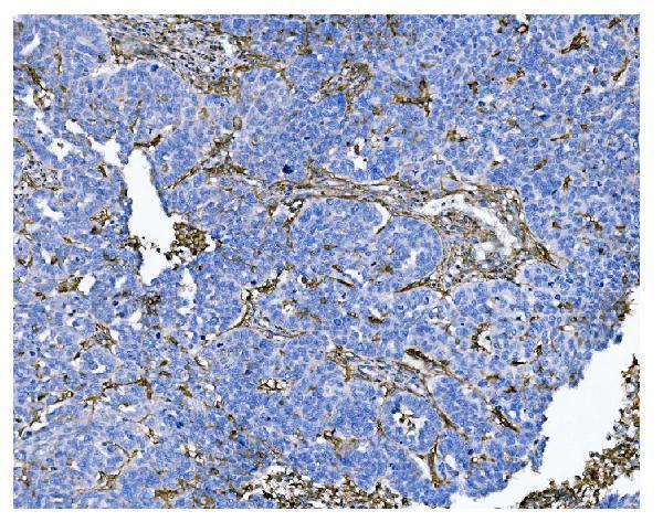  IHC analysis of CD13/ANPEP using anti-CD13/ANPEP antibody (M02591-5)