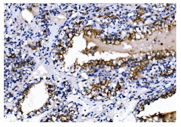 m02591 5 anpep primary antibodies ihc testing 4