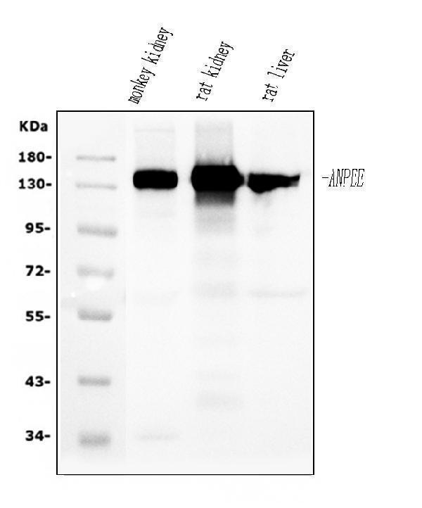 Western blot analysis of CD13/ANPEP using anti-CD13/ANPEP antibody (M02591-5)
