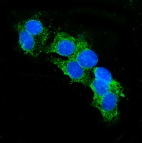  IF analysis of CD13/ANPEP using anti-CD13/ANPEP antibody (M02591-6)