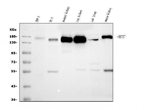  Western blot analysis of CD13/ANPEP using anti-CD13/ANPEP antibody (M02591-6)