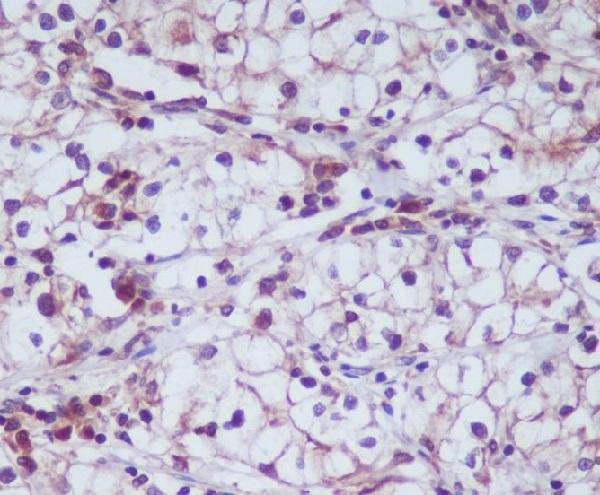 Immunohistochemical analysis of paraffin-embedded human kidney, using CD13 Antibody
