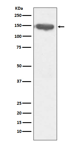 Western blot analysis of CD13 expression in THP-1 cell lysate