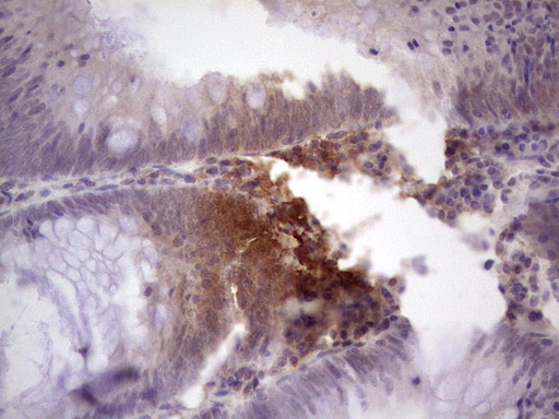 m02592 anti tcf12 mouse monoclonal antibody clone id oti4d6 ihc testing 5