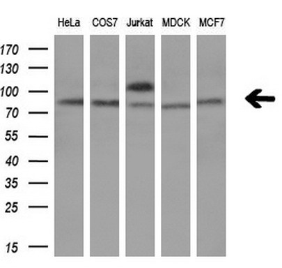 Western blot analysis of extracts (10ug) from 5 different cell lines by using anti-TCF12 monoclonal antibody (1:200)