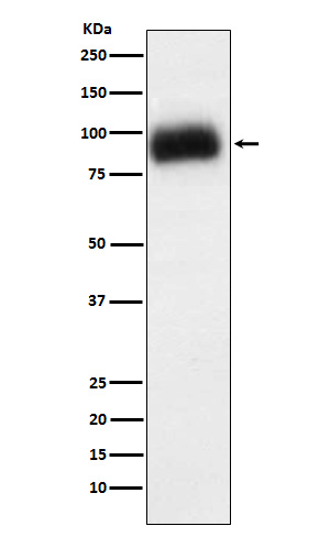 Western blot analysis of ADAM15 expression in SW480 cell lysate