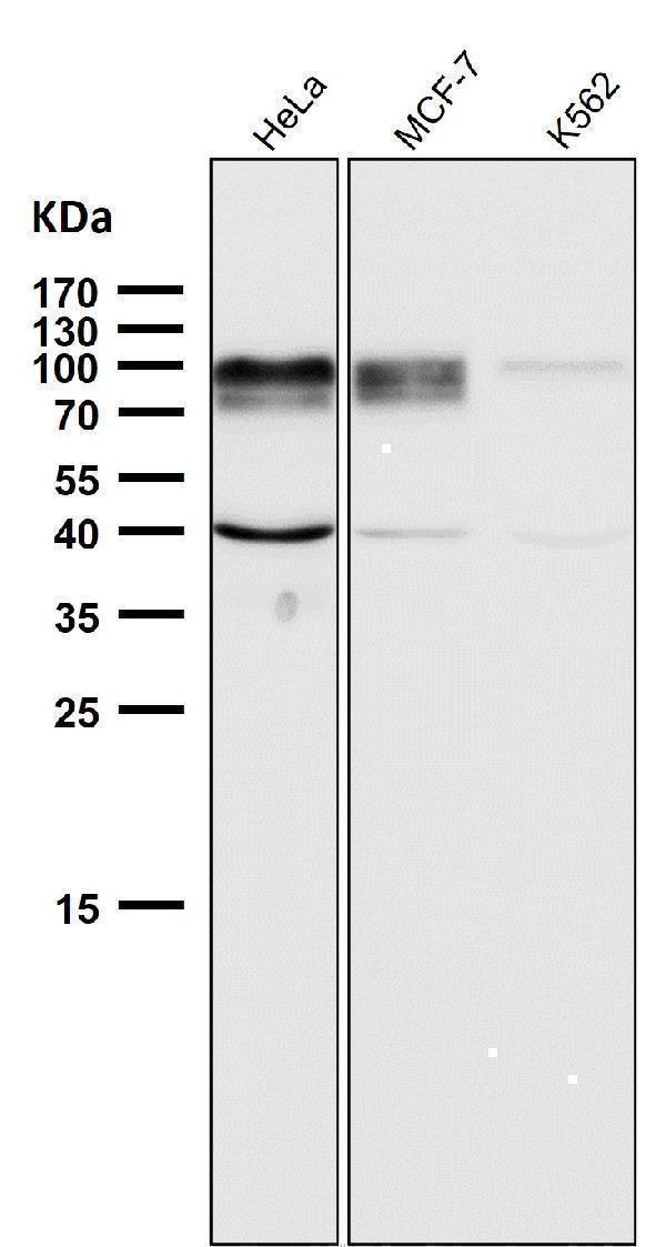 All lanes use the Antibody at 1:2W dilution for 1 hour at room temperature