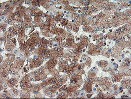 Immunohistochemical staining of paraffin-embedded Human liver tissue within the normal limits using anti-USP9X mouse monoclonal antibody