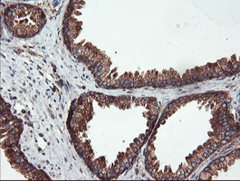 m02594 anti usp9x mouse monoclonal antibody clone id oti2g7 ihc testing 7