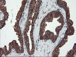 m02594 anti usp9x mouse monoclonal antibody clone id oti2g7 ihc testing 8