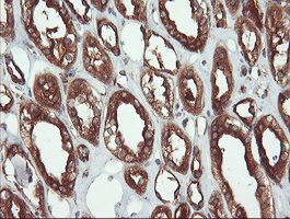 m02594 anti usp9x mouse monoclonal antibody clone id oti2g7 ihc testing 9