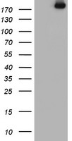 m02594 anti usp9x mouse monoclonal antibody clone id oti2g7 wb testing 1