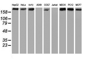 m02594 anti usp9x mouse monoclonal antibody clone id oti2g7 wb testing 2
