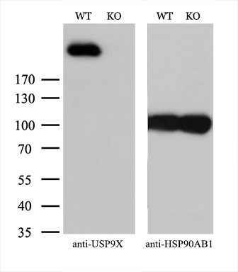 m02594 anti usp9x mouse monoclonal antibody clone id oti2g7 wb testing 3