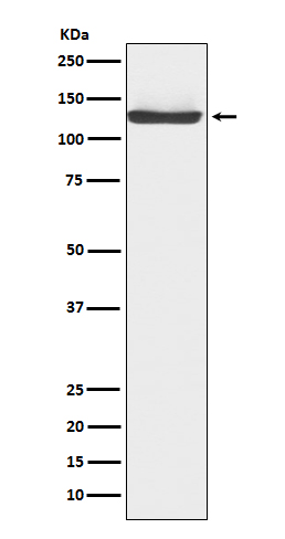 Western blot analysis of JAK3 expression in TF-1 cell lysate