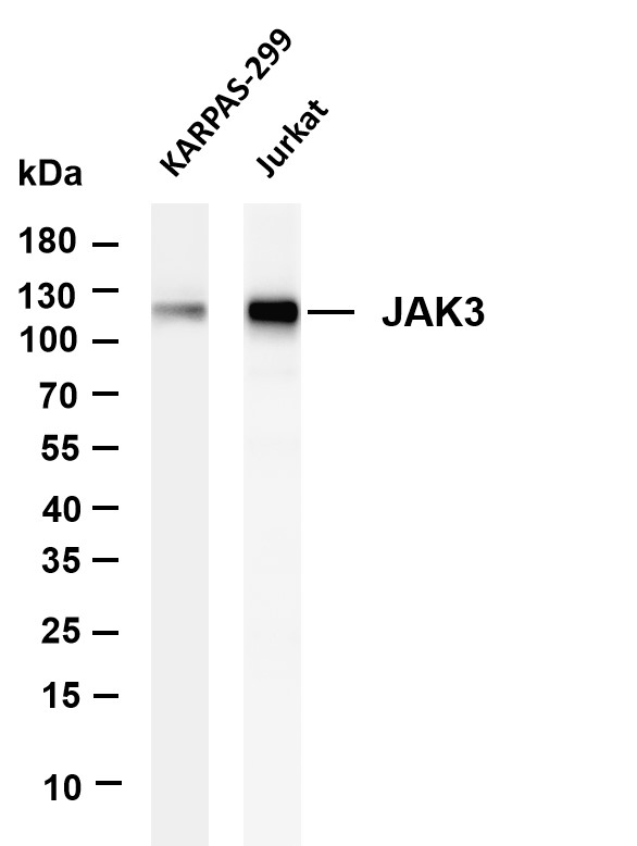 Various whole cell lysates were separated by 4-20% SDS-PAGE, and the membrane was blotted with anti-JAK3 antibody