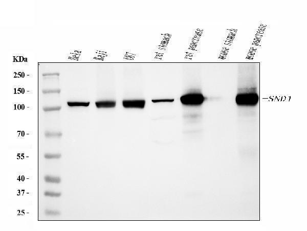  Western blot analysis of SND1 using anti-SND1 antibody (M02602-1)
