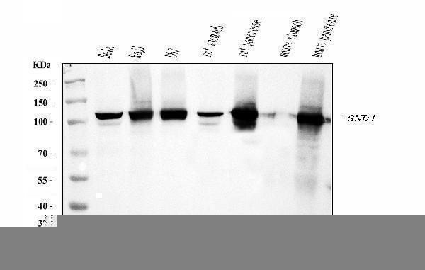  Western blot analysis of SND1 using anti-SND1 antibody (M02602-2)