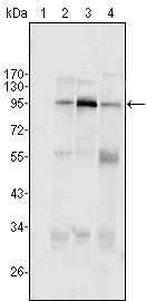 Western Blot analysis using TudorSN Monoclonal Antibody against HeLa (1), Jukat (2), HepG2 (3) SMMC-7721 (4) cell lysate