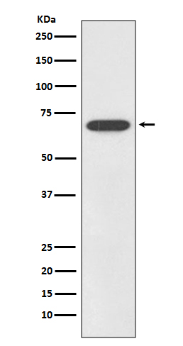 m02603 wb