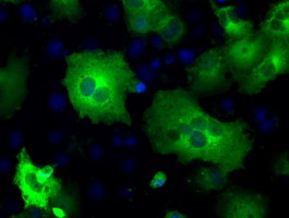 Anti-PDE10A mouse monoclonal antibody (M02605-1) immunofluorescent staining of COS7 cells transiently transfected by pCMV6-ENTRY PDE10A