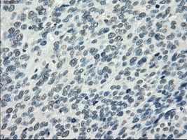 m02605 anti pde10a mouse monoclonal antibody clone id oti1c9 ihc testing 10