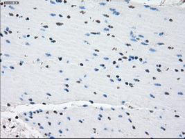 m02605 anti pde10a mouse monoclonal antibody clone id oti1c9 ihc testing 12