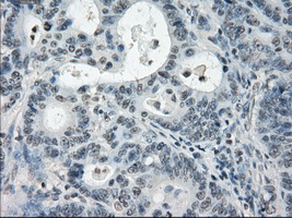 m02605 anti pde10a mouse monoclonal antibody clone id oti1c9 ihc testing 13