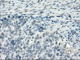 m02605 anti pde10a mouse monoclonal antibody clone id oti1c9 ihc testing 4