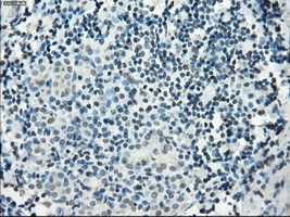 m02605 anti pde10a mouse monoclonal antibody clone id oti1c9 ihc testing 5