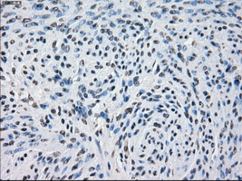 m02605 anti pde10a mouse monoclonal antibody clone id oti1c9 ihc testing 6