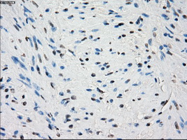 m02605 anti pde10a mouse monoclonal antibody clone id oti1c9 ihc testing 7