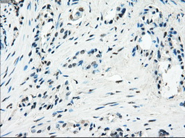 m02605 anti pde10a mouse monoclonal antibody clone id oti1c9 ihc testing 8