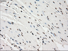 m02605 anti pde10a mouse monoclonal antibody clone id oti1c9 ihc testing 9
