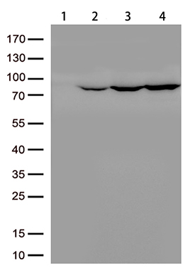 HEK293T cells were transfected with the pCMV6-ENTRY control (Lane 1)