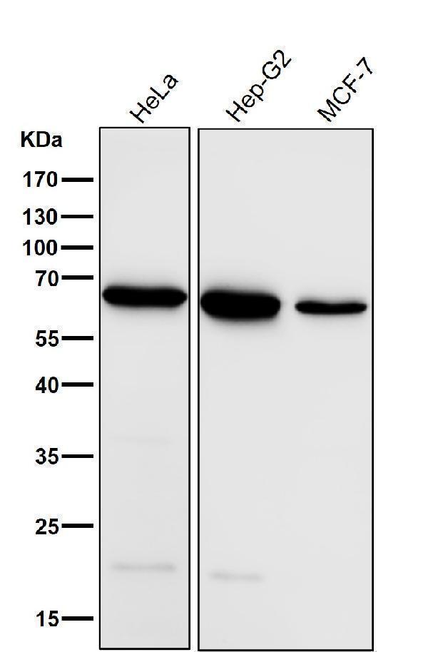 m02607 wb8