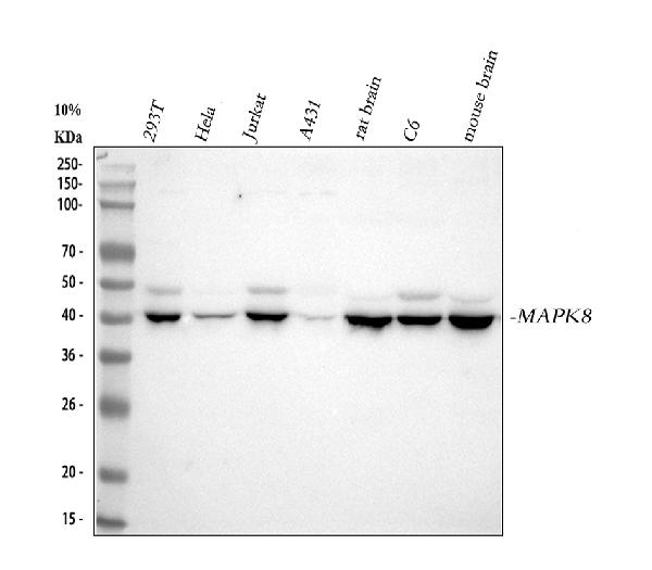 Figure 1. Western blot analysis of JNK1/MAPK8 using anti-JNK1/MAPK8 antibody (M02608-3). Electrophoresis was performed on a 5-20% SDS-PAGE gel at 70V (Stacking gel) / 90V (Resolving gel) for 2-3 hours. The sample well of each lane was loaded with 30 ug of sample under reducing conditions. Lane 1: human 293T whole cell lysates, Lane 2: human Hela whole cell lysates, Lane 3: human Jurkat whole cell lysates, Lane 4: human A431 whole cell lysates, Lane 5: rat brain tissue lysates, Lane 6: rat C6 whole cell lysates, Lane 7: mouse brain tissue lysates. After electrophoresis, proteins were transferred to a nitrocellulose membrane at 150 mA for 50-90 minutes. Blocked the membrane with 5% non-fat milk/TBS for 1.5 hour at RT. The membrane was incubated with rabbit anti-JNK1/MAPK8 antigen affinity purified monoclonal antibody (Catalog # M02608-3) at 1:500 overnight at 4°C, then washed with TBS-0.1%Tween 3 times with 5 minutes each and probed with a goat anti-rabbit IgG-HRP secondary antibody at a dilution of 1:1000 for 1.5 hour at RT. The signal is developed using an Enhanced Chemiluminescent detection (ECL) kit (Catalog # EK1002) with Tanon 5200 system. A specific band was detected for JNK1/MAPK8 at approximately 45 kDa. The expected band size for JNK1/MAPK8 is at 48 kDa.