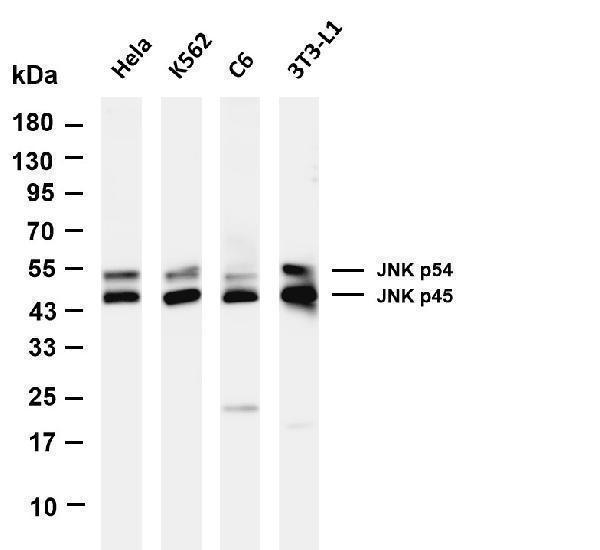 m02608 5 mapk8 primary antibodies wb testing 1