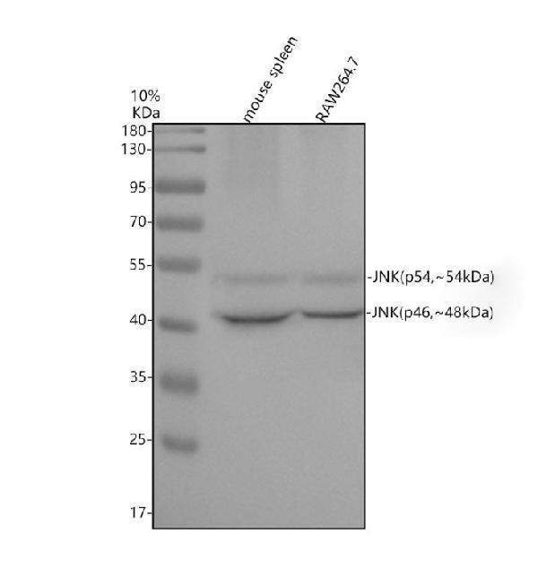 Western blot analysis of JNK using anti-JNK antibody (M02608)